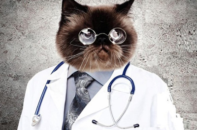 猫のドクター