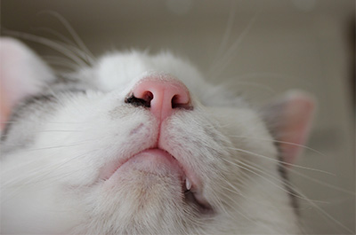 猫の鼻のアップ画像