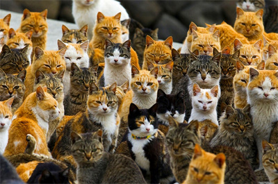 猫島の雑種猫の大群