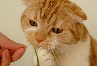 猫草を見つめる猫