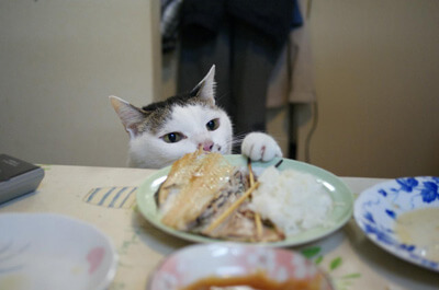 盗み食いをしようとする猫