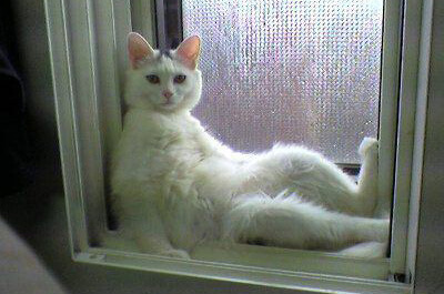窓際でくつろぐ猫