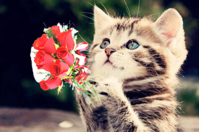 花束を渡す子猫