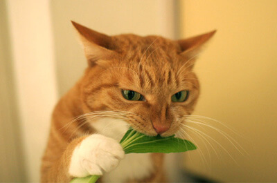 葉を食べる猫