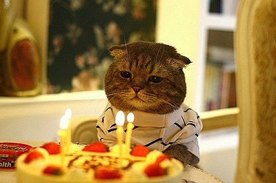誕生日ケーキを見つめる猫
