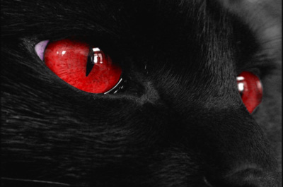 赤い瞳の猫