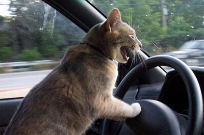 運転席で叫ぶ猫