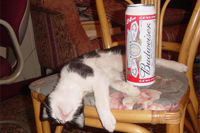 酔っ払って寝ている猫