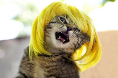 金髪のかつらを被った猫