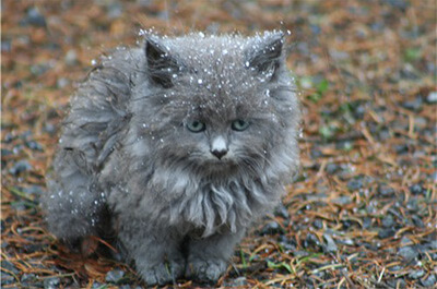 雪に降られたネベロングの子猫