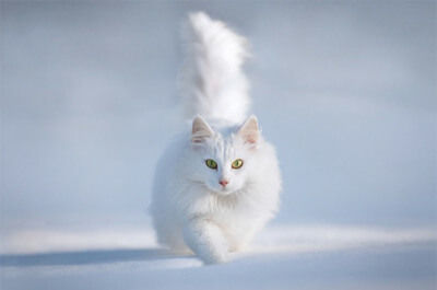雪の中を歩くペルシャ猫