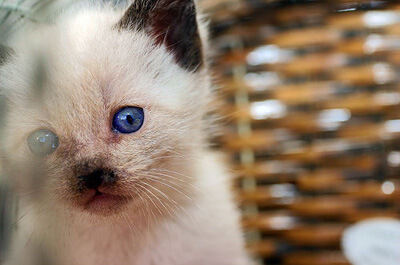 青い目のシャム猫