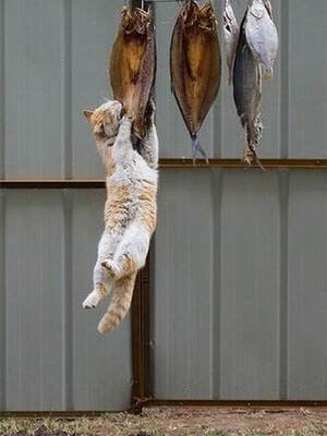 魚を盗み食う猫