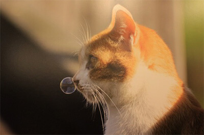 鼻提灯を作っている猫