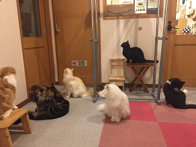一か所に集まる猫たち