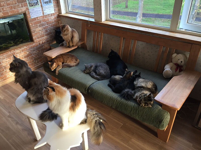 ソファーで寝る猫たち