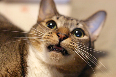 猫のフレーメン反応とは ポカーンと口を開ける意味は匂いのせい ページ 2 ねこびあ 猫のトリビア 猫の飼い方や豆知識などが身に付く情報サイト
