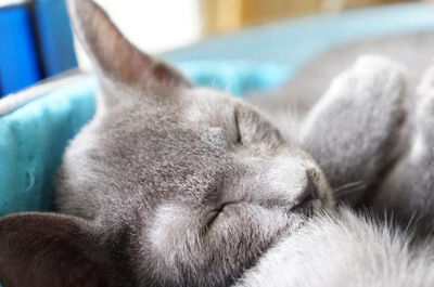 【性格・毛色・寿命など】コラットはどんな猫? – ねこびあ~猫のトリビア~ 猫の飼い方や豆知識などが身に付く情報サイト