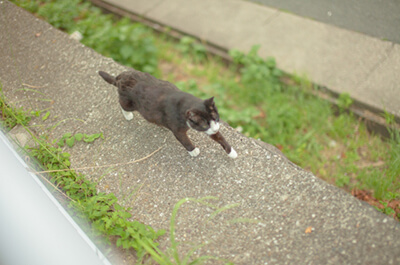 猫の足の速さは時速何km 猫種ごとの違いはあるの ねこびあ 猫のトリビア 猫の飼い方や豆知識などが身に付く情報サイト