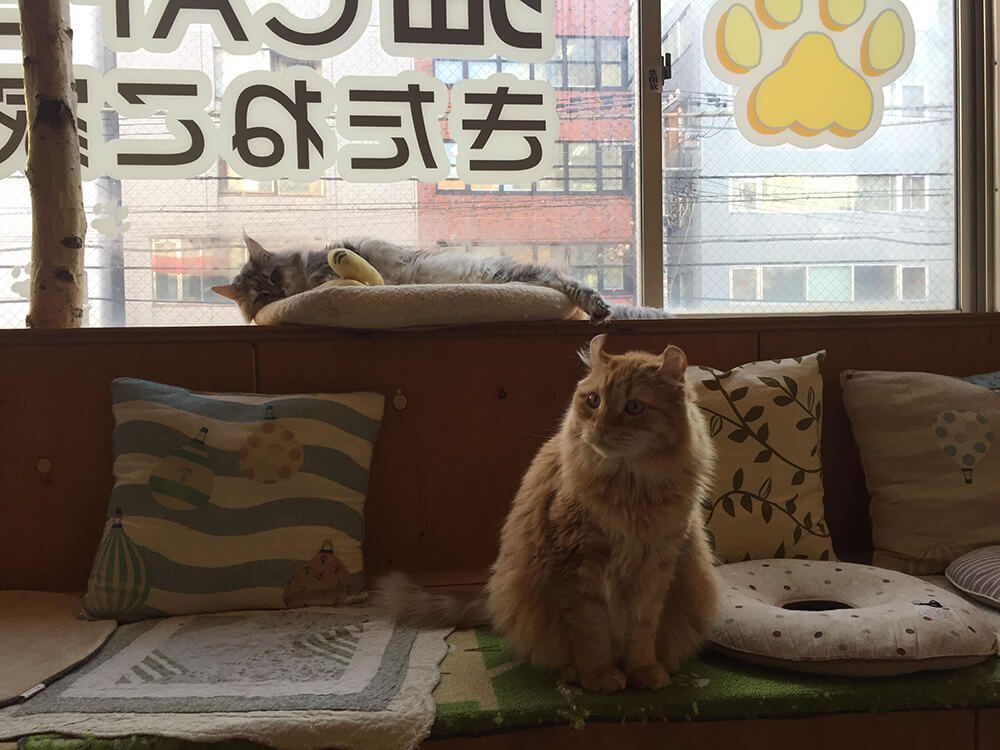 北海道札幌市中央区の猫カフェ きたねこ家 ねこびあ 猫のトリビア 猫の飼い方や豆知識などが身に付く情報サイト