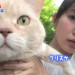 いま、注目度NO.1の人気女優！吉岡里帆が飼っている猫の種類や名前とは？
