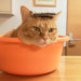 猫や子猫にお風呂やシャンプーって必要？入れるとしたら…どれくらいの頻度がいいの？